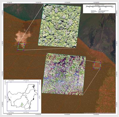 Assessing the impact of forest structure disturbances on the arboreal movement and energetics of <mark class="highlighted">orangutans</mark>—An agent-based modeling approach